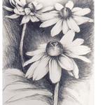 Daisies,  1986, 26 x 20 inches, graphite on rives lightweight
