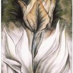 Tulip Series I, 1987, 30 x 24 inches, soft pastel on arches