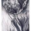 Tulip III, 1985, 21.5 x 16 inches, intaglio